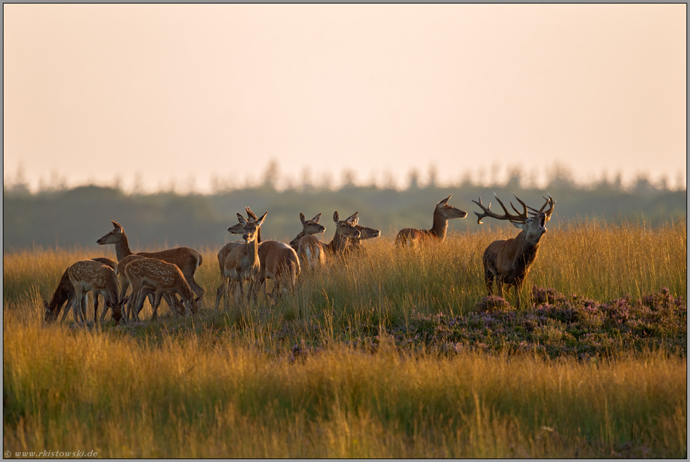 Platzhirsch mit Rudel... Rotwildbrunft *Cervus elaphus* in weiter Grassteppe