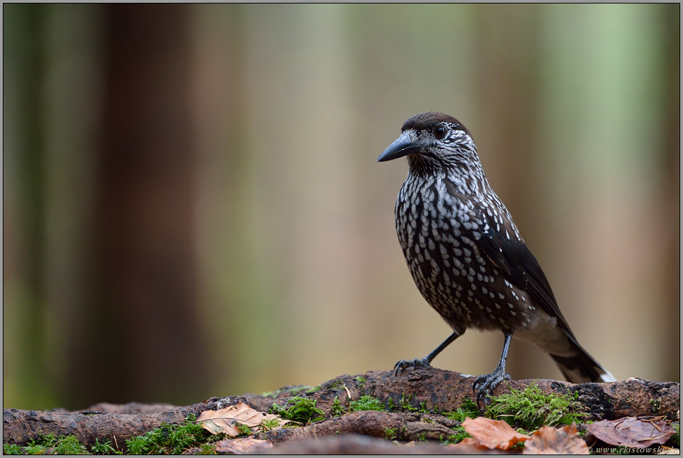 am Waldboden... Tannenhäher *Nucifraga caryocatactes*, auch Nussrabe genannt