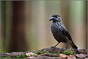 am Waldboden... Tannenhäher *Nucifraga caryocatactes*, auch Nussrabe genannt