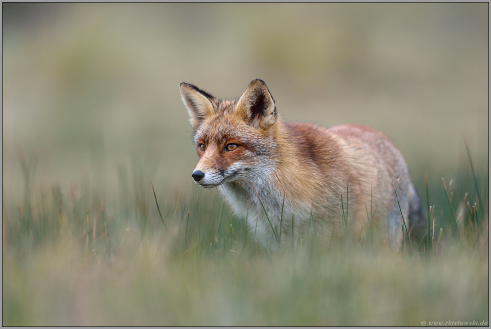 in der Senke... Rotfuchs *Vulpes vulpes*