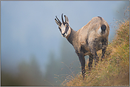 der Blick zurück... Gämse *Rupicapra rupicapra* in einem Steilhang im Hochgebirge an einem nebeligen Tag in den Alpen