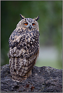 gelassen... Europäischer Uhu *Bubo bubo* sitzt auf einem Felsen, schaut sich um