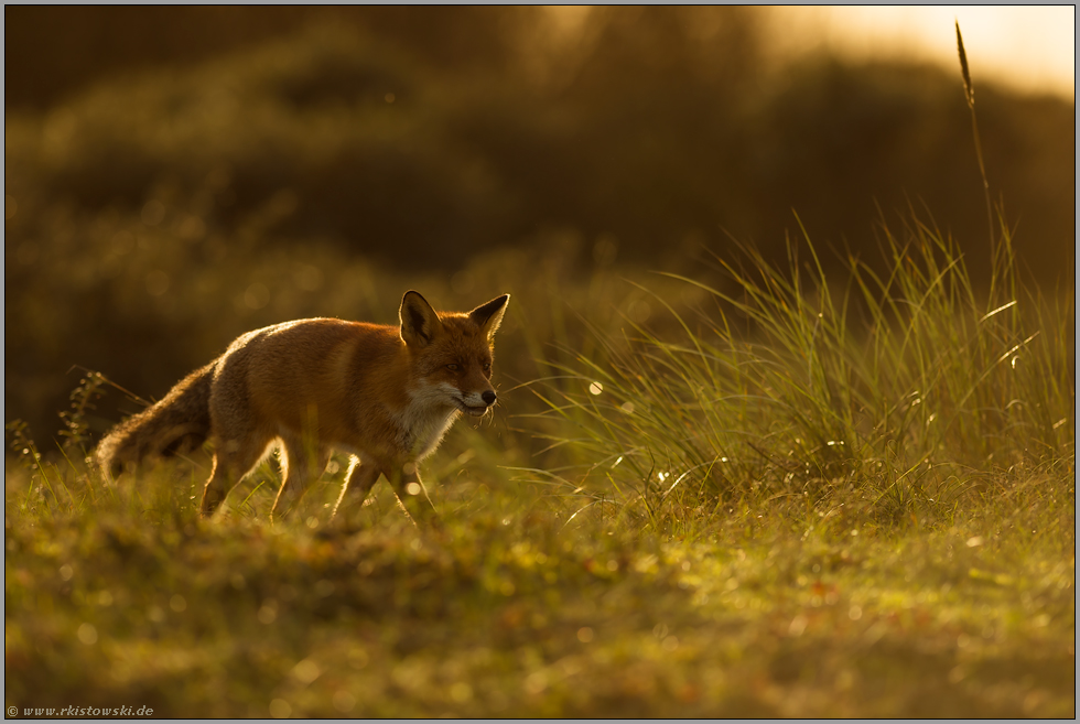 bei Sonnenuntergang... Rotfuchs *Vulpes vulpes* im späten Gegenlicht