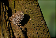 schmutzige Füße... Steinkauz *Athene noctua*, Jungvogel vor seiner Nisthöhle in einer alten Weide