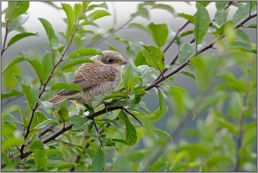 Heckenbewohner... Neuntöter *Lanius collurio*, flügger Jungvogel in einem Heckengebüsch, Schlehe