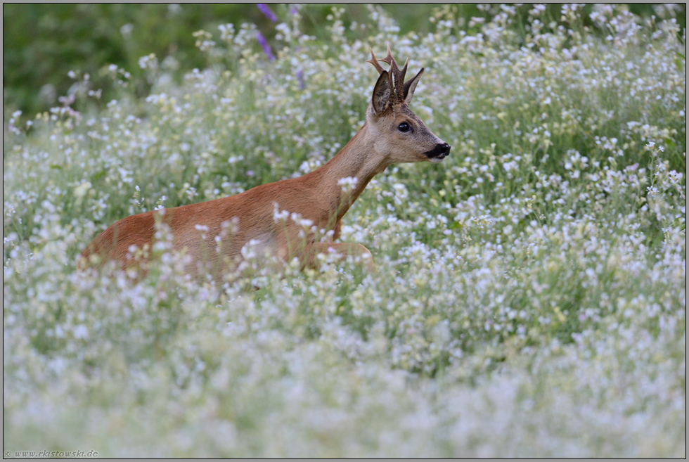 Sprung im Blütenmeer... Reh *Capreolus capreolus*, Rehbock im blühenden Wildacker