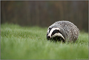 Nahrungssuche auf taunasser Wiese... Europäischer Dachs *Meles meles* auf der Suche nach Regenwürmern