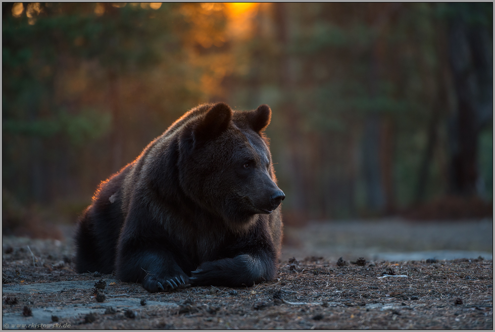 Gemütlichkeit... Europäischer Braunbär *Ursus arctos* ruht im Licht der aufgehenden Sonne auf einem Felsplateau