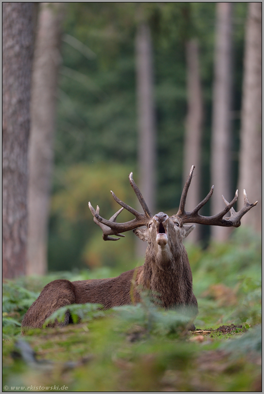 Unruhe oder "die Brunft beginnt"... Rothirsch *Cervus elaphus* liegt im Farn, röhrt