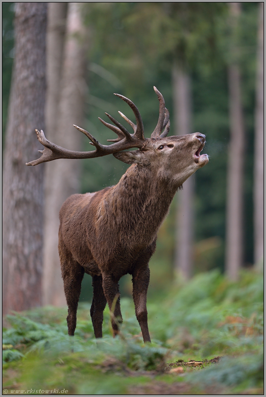 zur Brunftzeit... Rothirsch *Cervus elaphus*, röhrender Hirsch im Wald