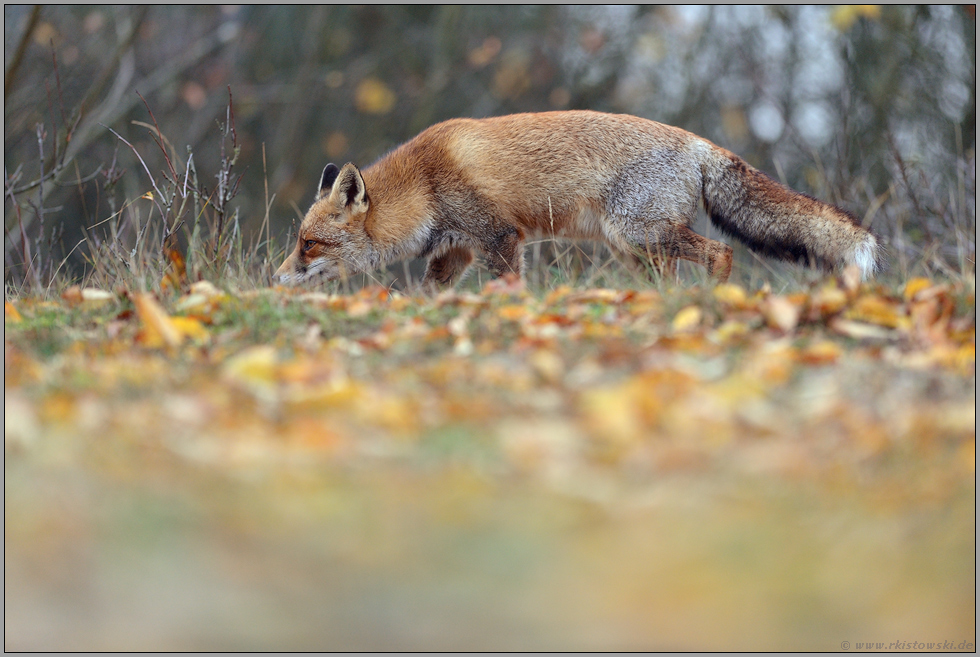 wenn das Laub zu Boden fällt... Rotfuchs *Vulpes vulpes* im Herbst