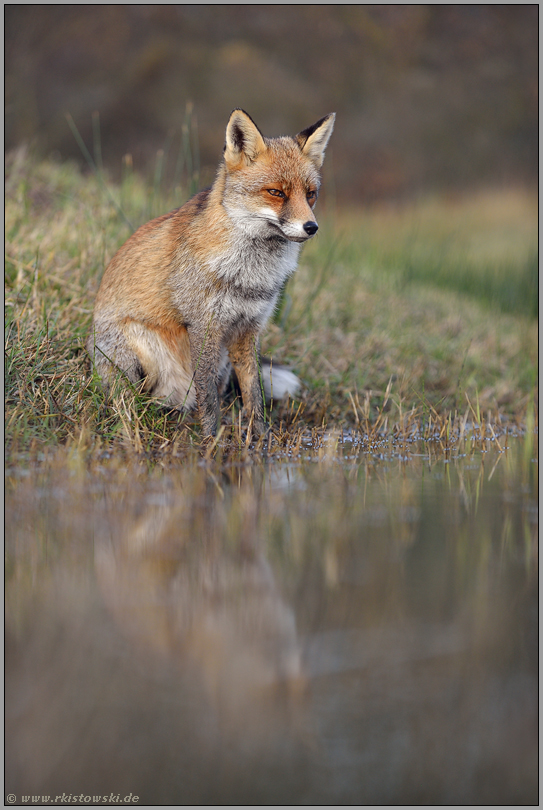 Geduld... Rotfuchs *Vulpes vulpes* sitzt an der Wasserkante und beobachtet geduldig