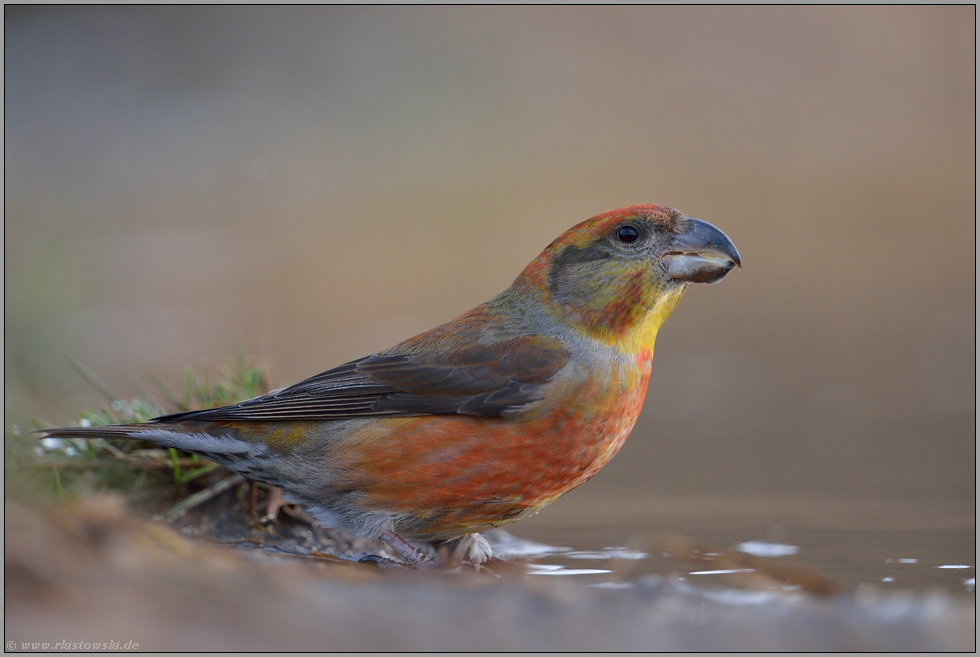 ganz nah... Kiefernkreuzschnabel *Loxia pytyopsittacus*, adultes Männchen, orange-rotes Gefieder, kräftiger Kreuzschnabel