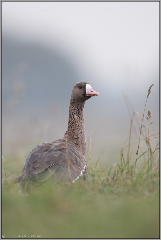 rückblickend... Blässgans *Anser albifrons*, Wildgans im Überwinterungsquartier am Niederrhein