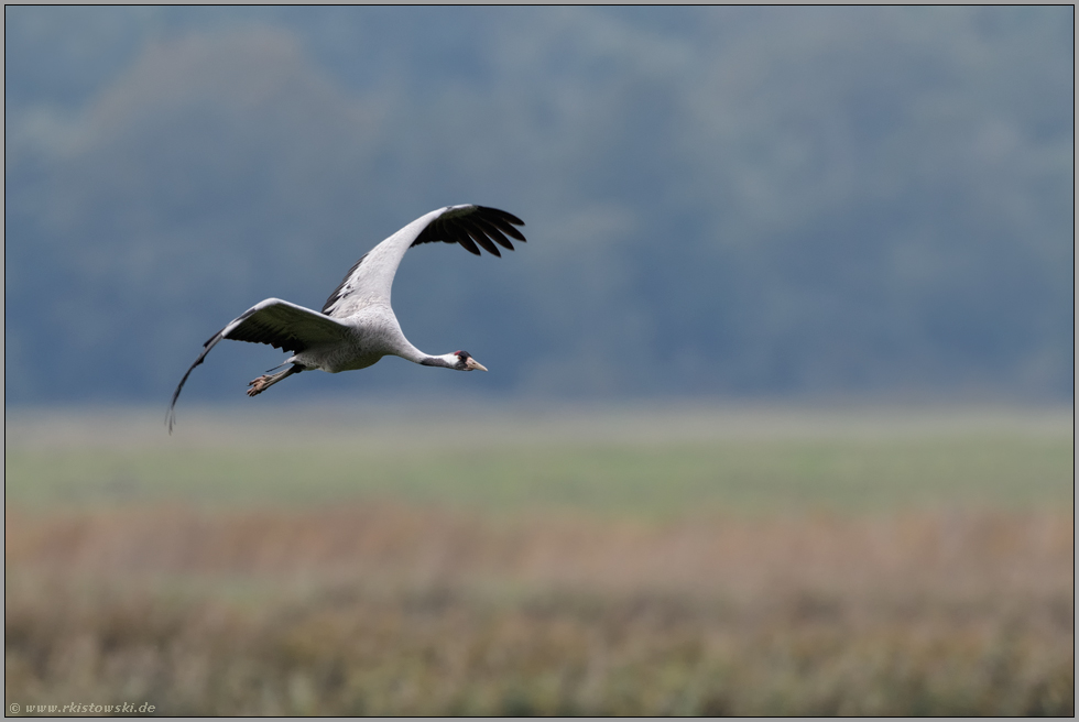 ausdauernde und elegante Flieger... Grauer Kranich *Grus grus* im Flug über eine nassfeuchte Wiesenlandschaft