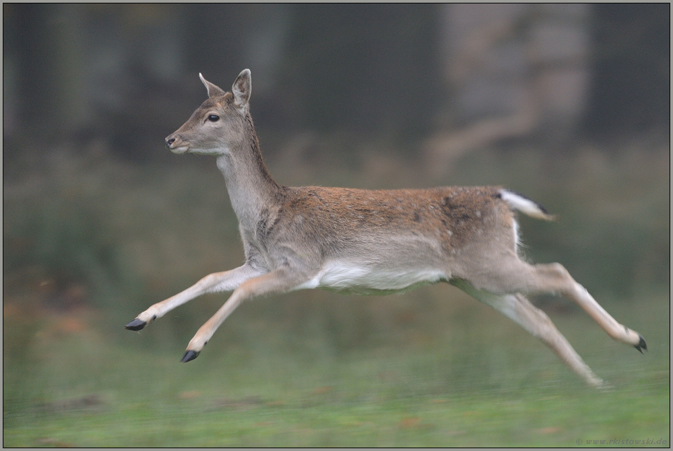 auf der Flucht... Damhirsch *Dama dama*, abspringendes Damtier, weiblicher Damhirsch flüchtet durch den Wald