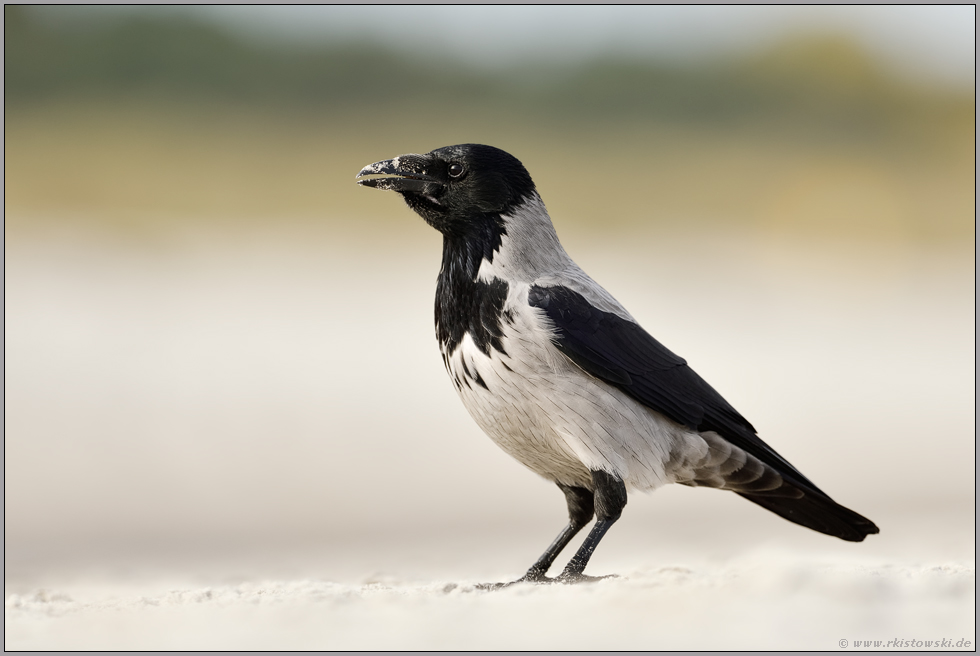 am Sandstrand... Nebelkrähe *Corvus cornix* an der Ostsee