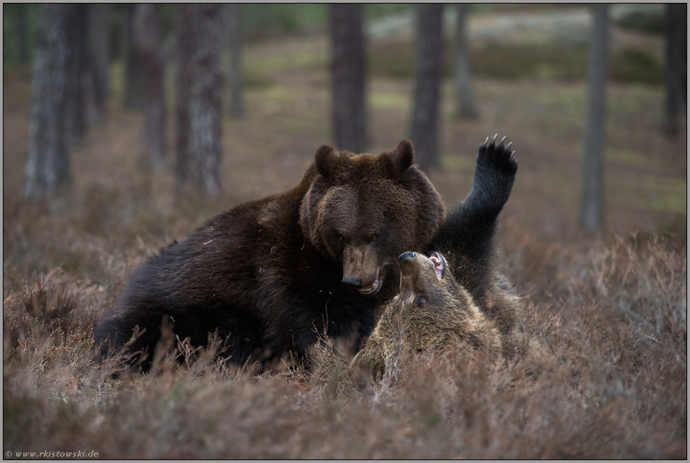 Rangelei unter Geschwistern... Europäische Braunbären *Ursus arctos*