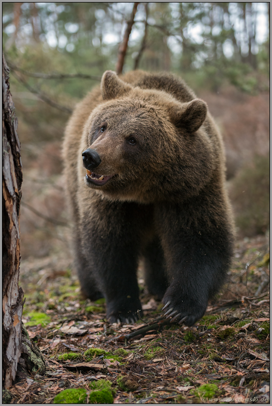 auf Erkundungstour... Europäischer Braunbär *Ursus arctos* frontal