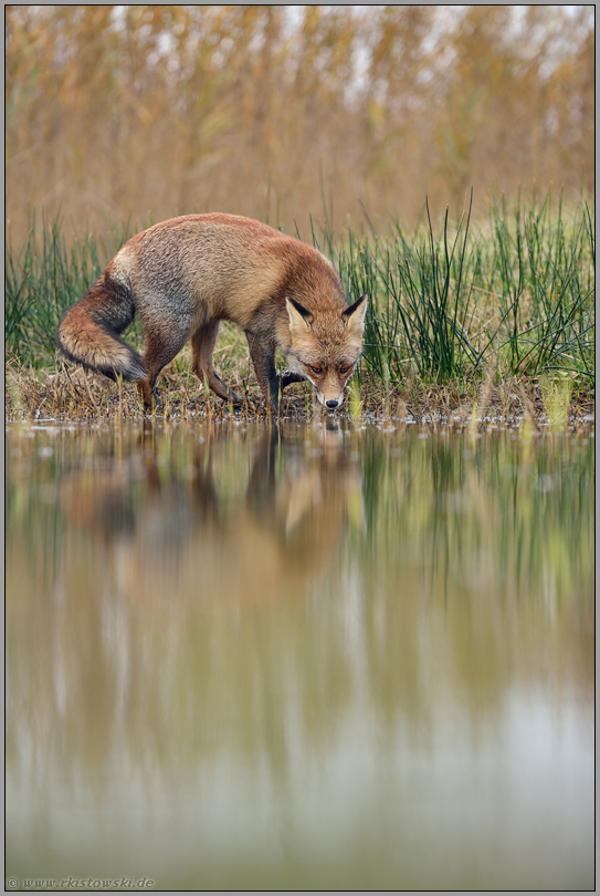 Streuner... Rotfuchs *Vulpes vulpes*, Fuchs am Gewässer