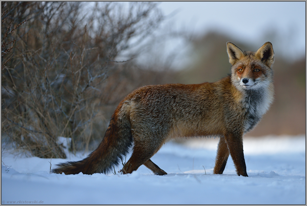 stolzer Fuchs... Rotfuchs *Vulpes vulpes* im Winterfell wirft sich in Pose