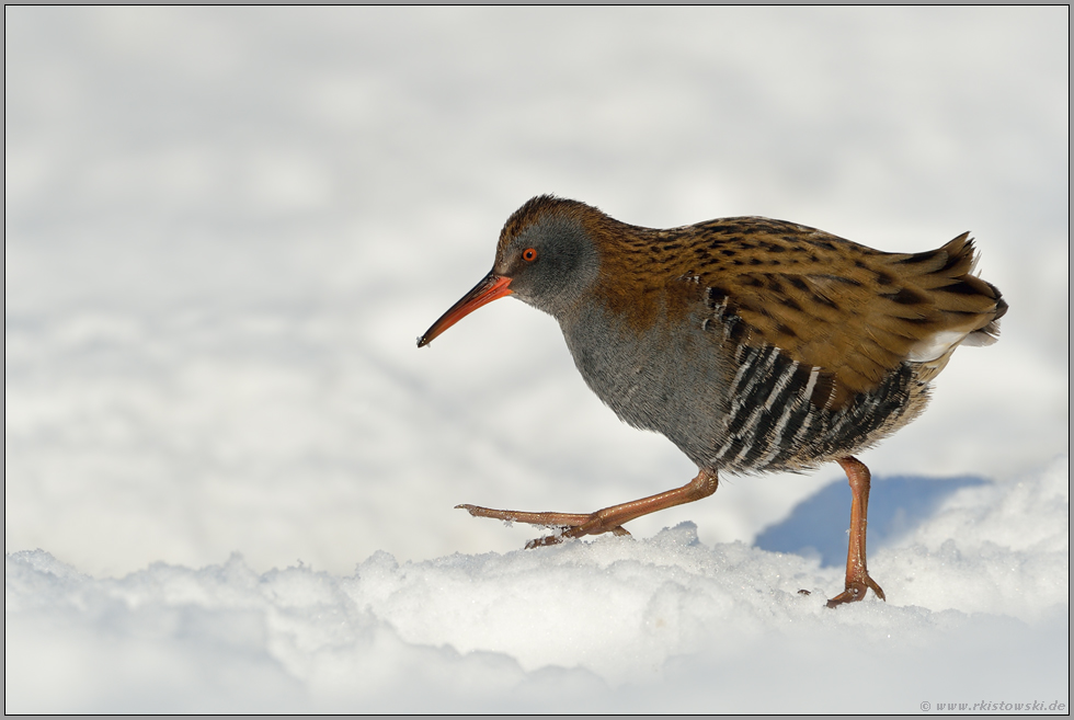 unterwegs im Schnee... Wasserralle *Rallus aquaticus* im Winter