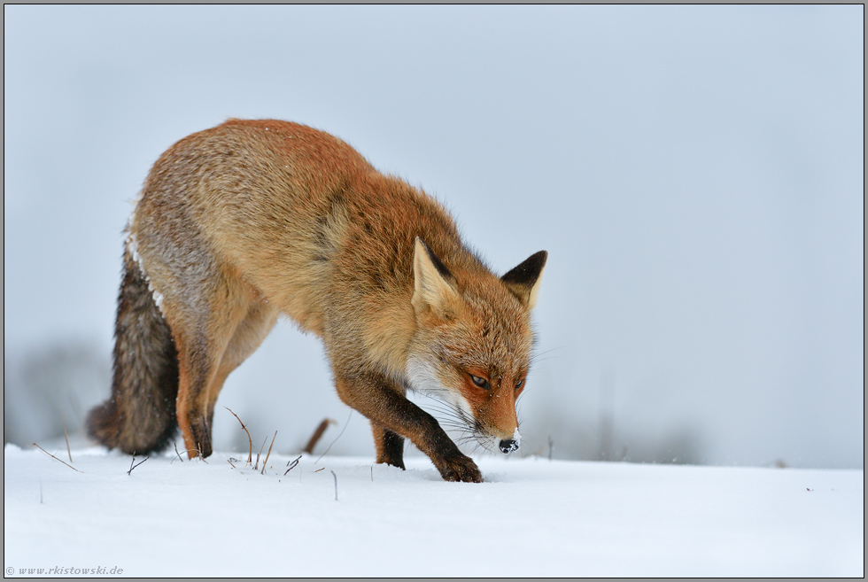 Nahrungsdepot... Rotfuchs *Vulpes vulpes* gräbt im Schnee nach Nahrung