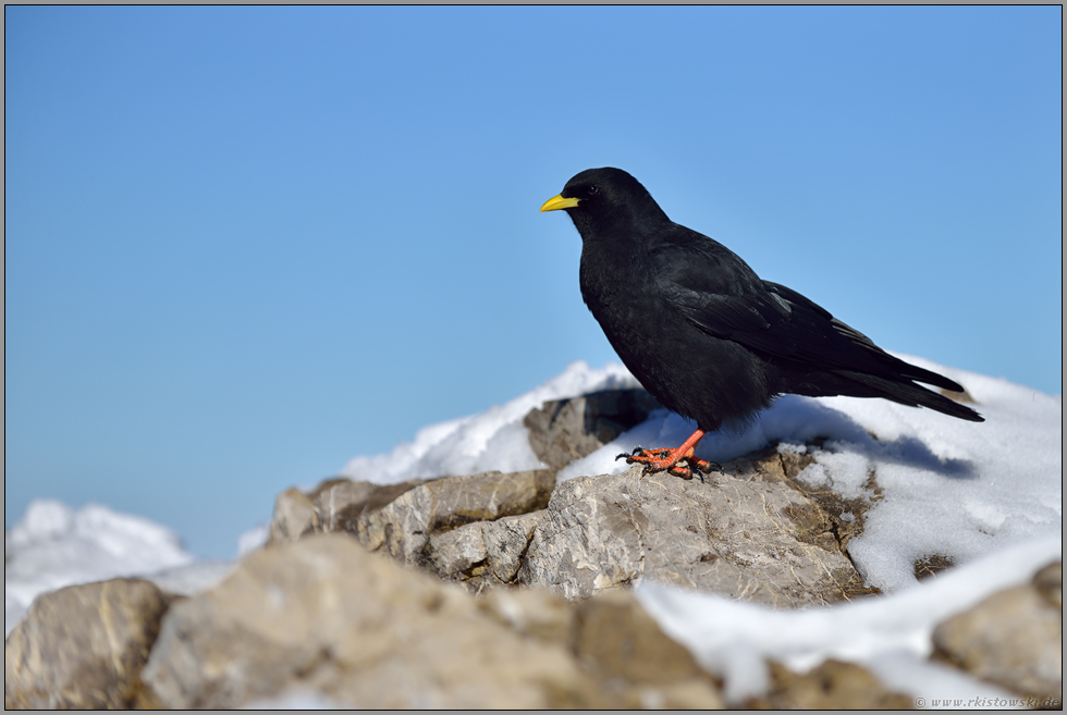 erster Schnee... Alpendohle *Pyrrhocorax graculus* auf einem Gipfel in den Bergen