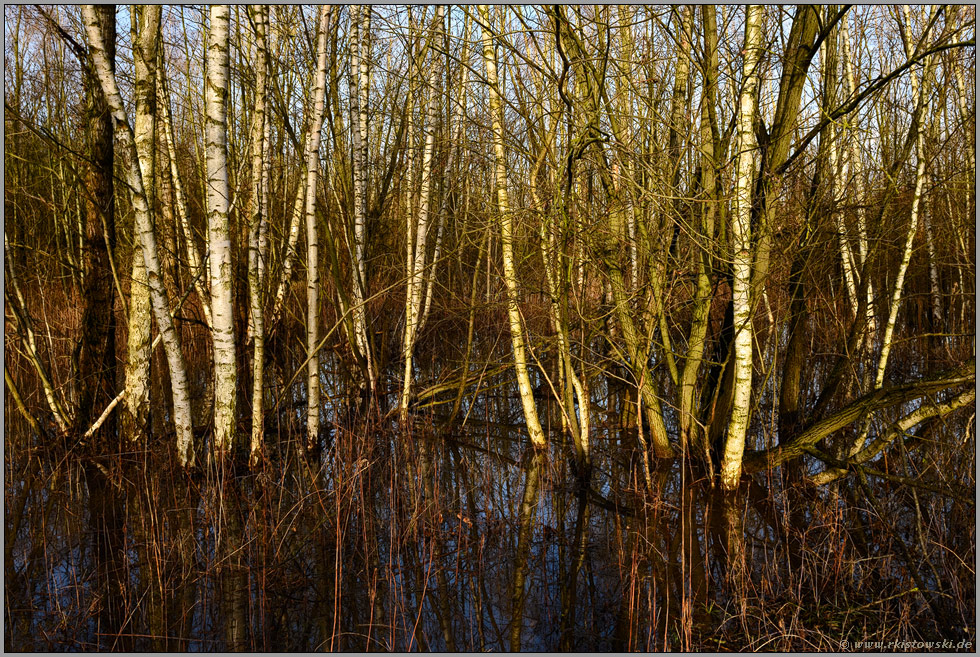 Rückzugsraum Auwald... Moorbirken *Rheinauen Niederrhein*