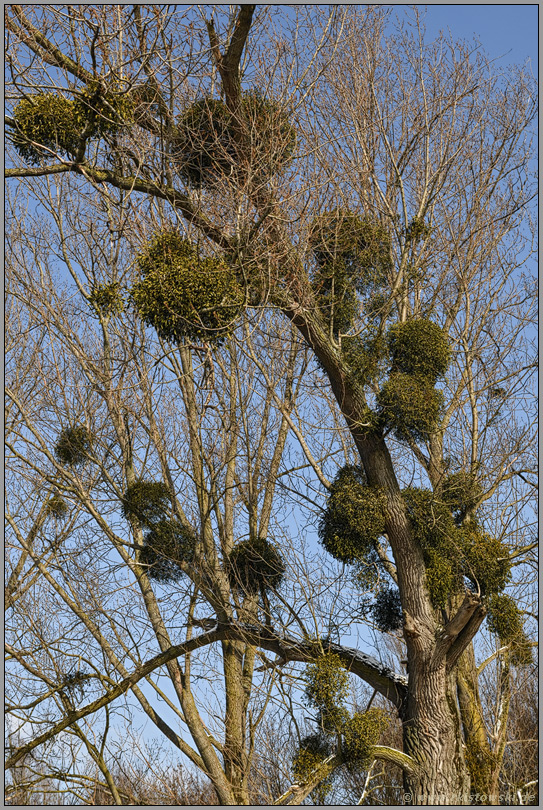 Schmarotzer...  Weißbeerige Mistel *Viscum album*, Laubholz-Misteln am Niederrhein