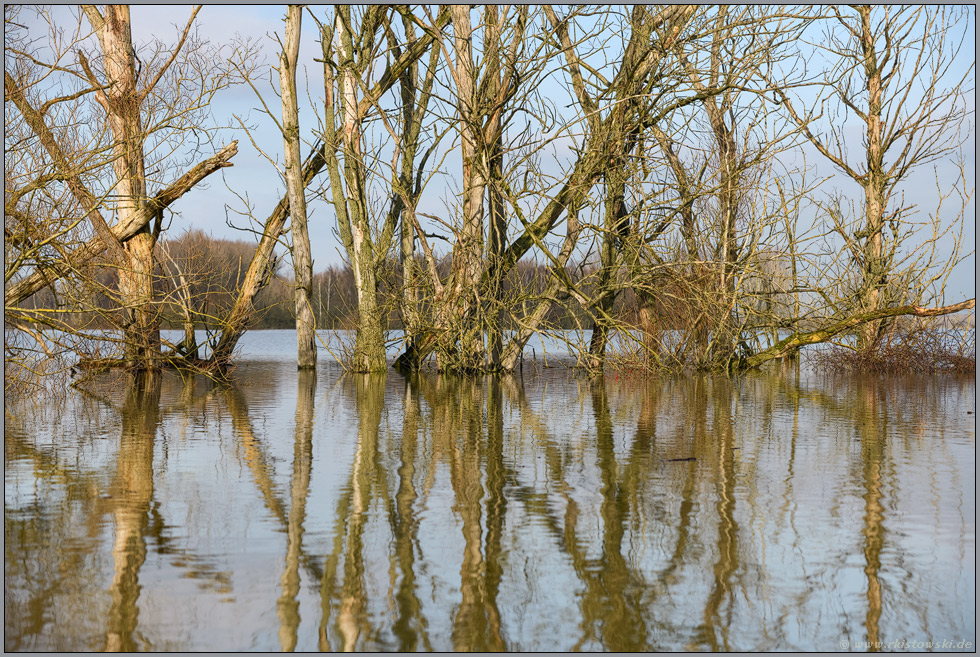 stehendes Totholz... Hochwasser *Niederrhein*, Baumgerippe im Bereich der Bislicher Insel