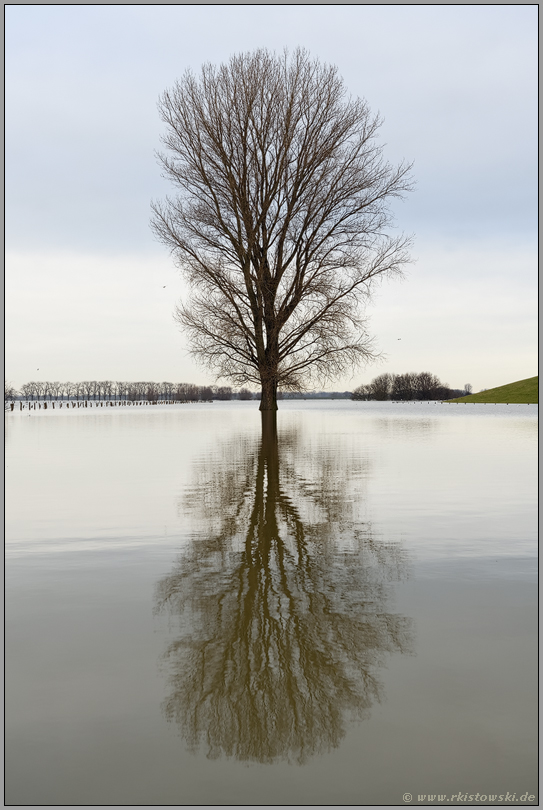 Hochwasser... Solitär *Winterhochwasser 2020/2021*, einzeln stehender Baum in überschwemmten Wiesen