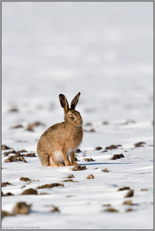 braves Häschen... Feldhase *Lepus europaeus* sitzt auf einem Acker im Schnee