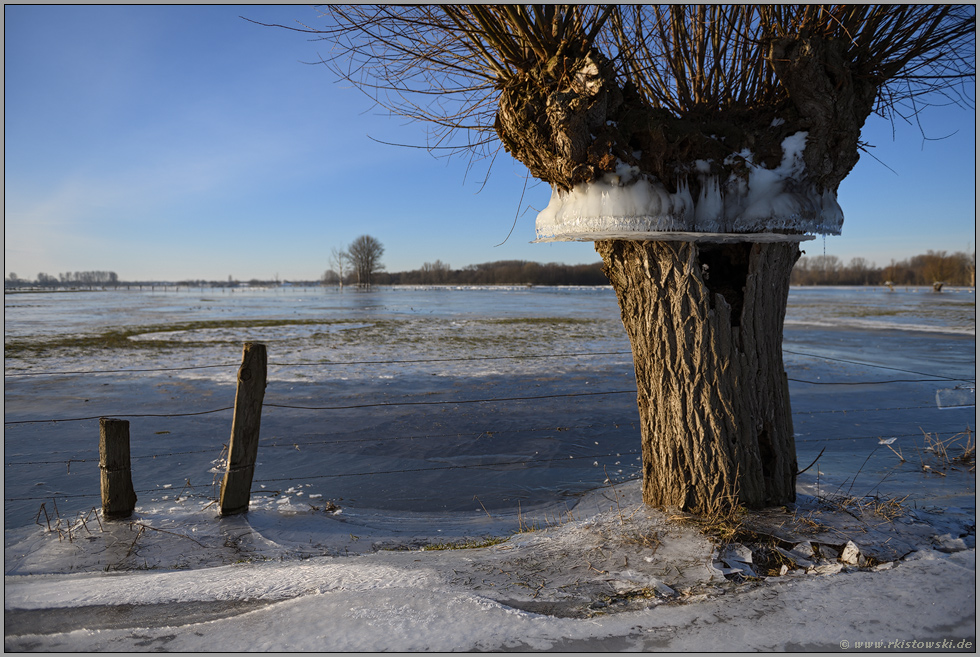 Flutmarke... Kopfweide *Winterhochwasser 2020/2021* mit Eiskranz auf der Bislicher Insel