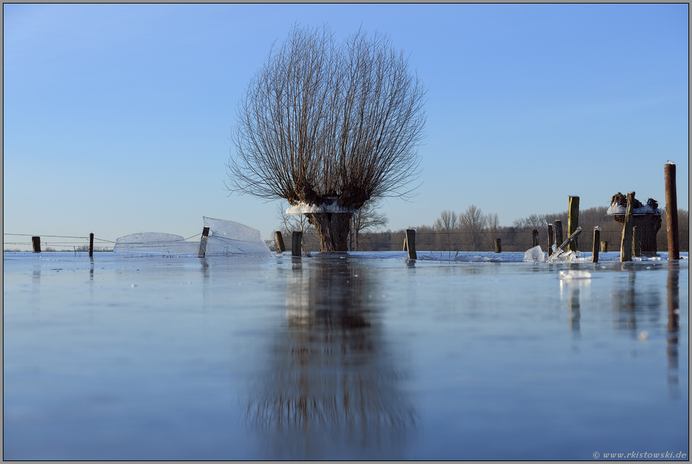 Land unter... Kopfweide *Winterhochwasser 2020/2021* im Eis