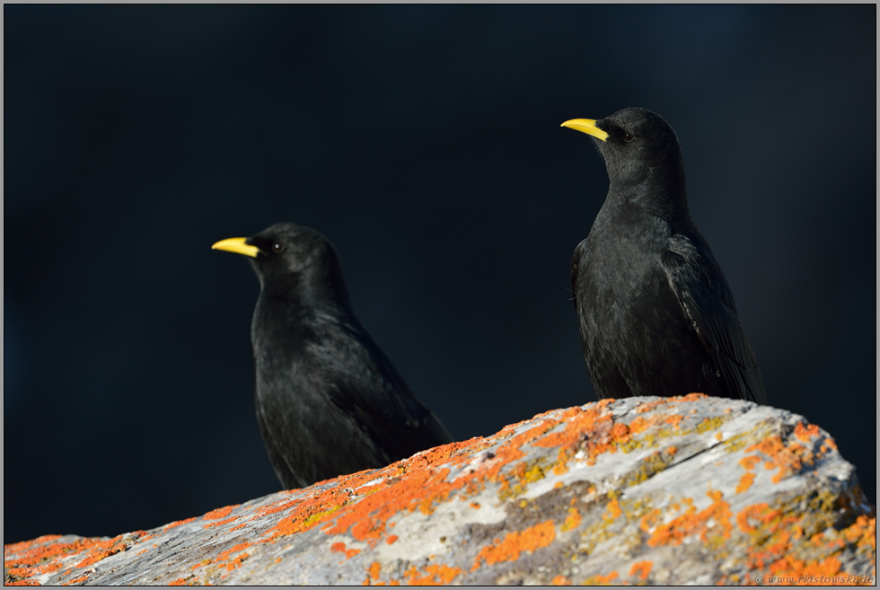 die 2 vom Balkon... Alpendohlen *Pyrrhocorax graculus* im späten Abendlicht