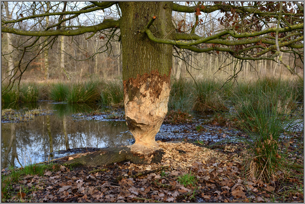 Fraßspuren... Biber *Castor fiber*, vom Biber angenagter Baum (Eiche)