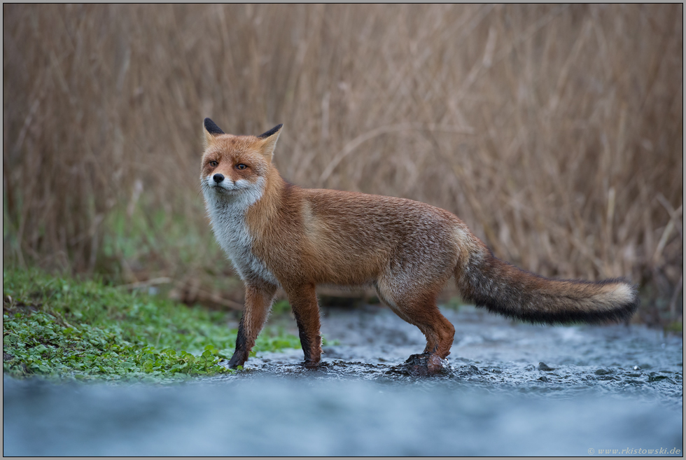 sichernd... Rotfuchs *Vulpes vulpes* durchquert einen Bach