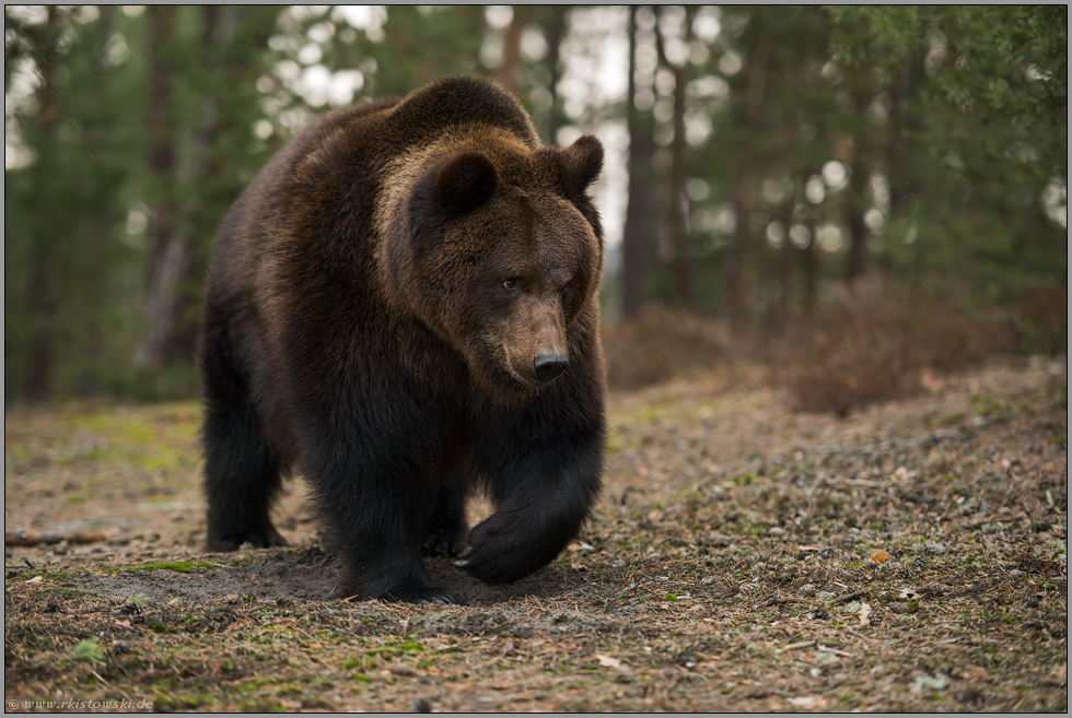 absolut beeindruckend... Europäischer Braunbär *Ursus arctos*