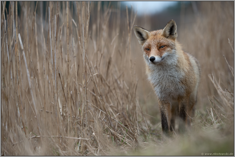 prüfender Blick... Rotfuchs *Vulpes vulpes* auf einem Fuchspfad im Schilf