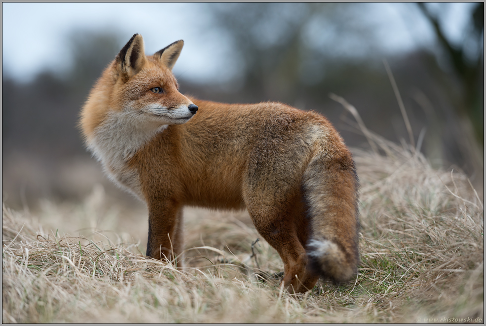 immer auf der Hut... Rotfuchs *Vulpes vulpes* blickt sich um