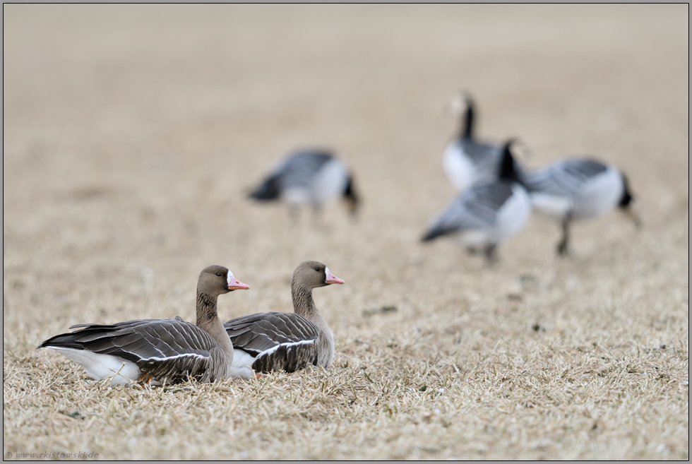 verschiedene Wildgänse... Blässgänse *Anser albifrons* ruhen am Niederrhein auf einem abgeernteten Feld