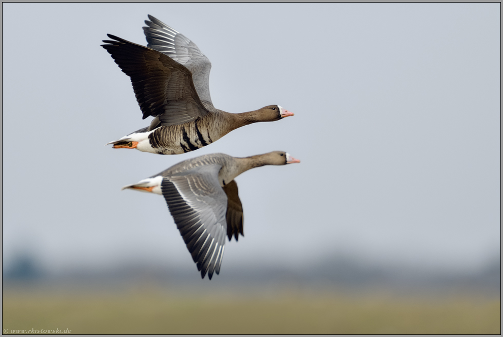 gemeinsam unterwegs... Blässgänse *Anser albifrons* am Niederrhein im Flug