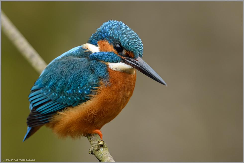 farbenprächtig... Eisvogel *Alcedo atthis*, Männchen