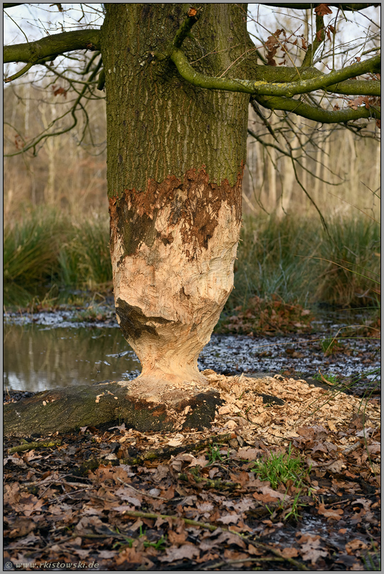 der Biber war da... Eiche *Quercus robur* am Rand eines Gewässers