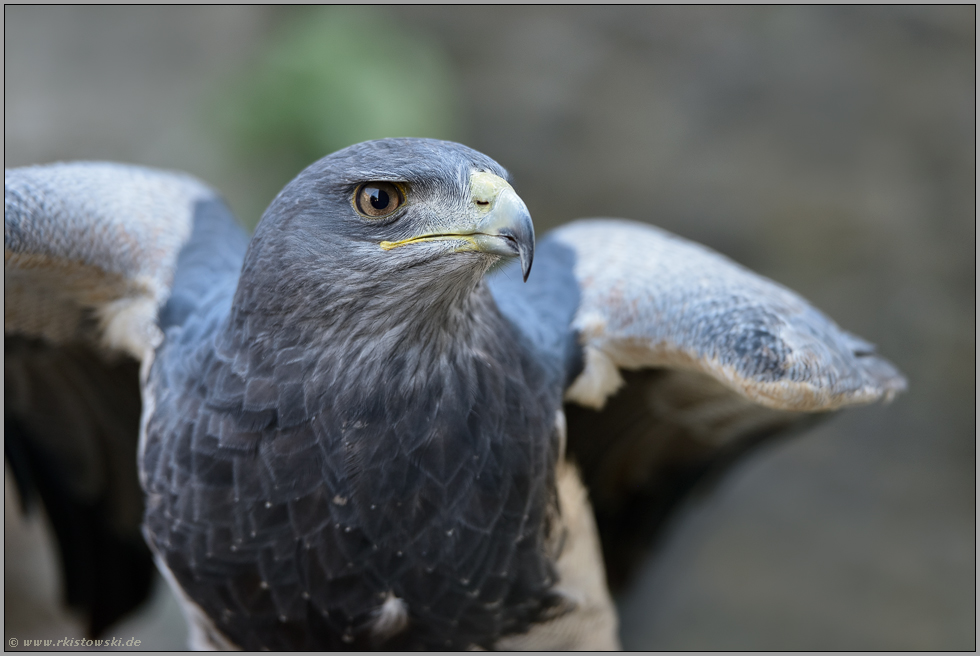 wehrhaft... Aguja *Geranoaetus melanoleucus*, auch Kordillerenadler oder Blaubussard genannt