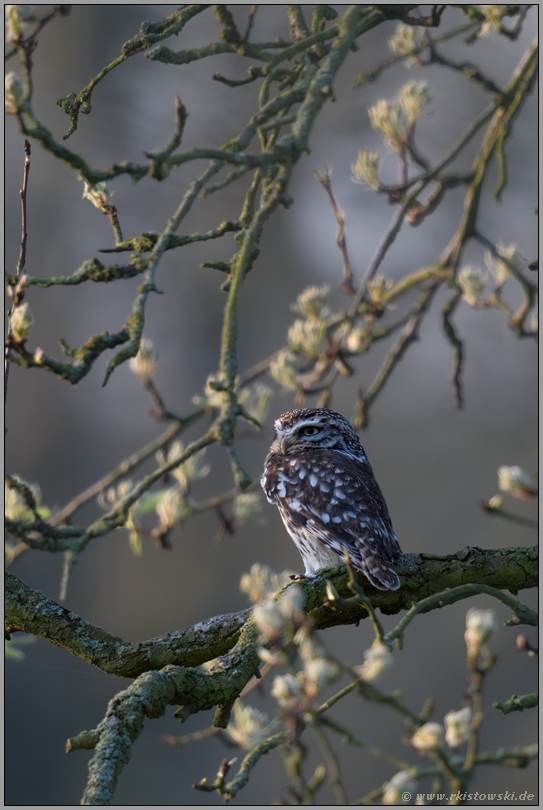 auf Partnersuche... Steinkauz *Athene noctua* im Birnbaum sitzend