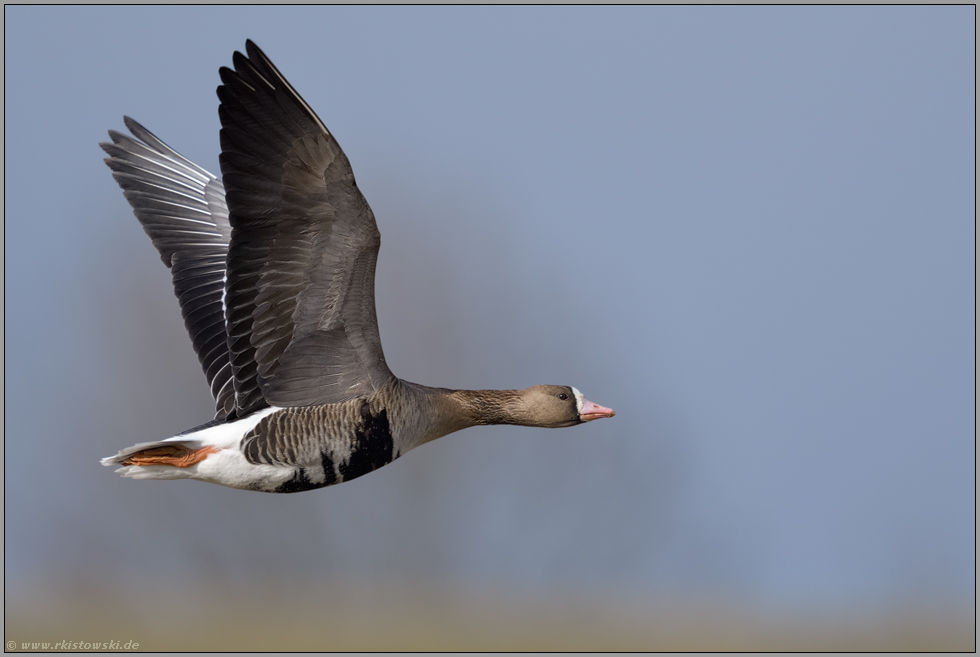 kurz vor der Heimreise... Blässgans *Anser albifrons* im Flug über die Deiche am Niederrhein