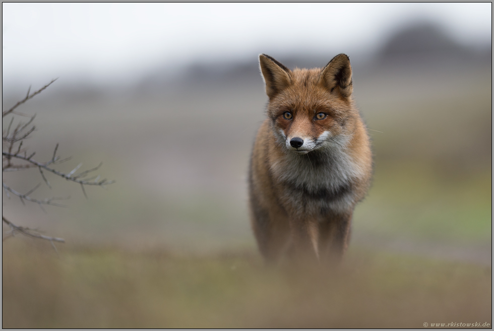 intensiv... Rotfuchs *Vulpes vulpes* frontal, Blick in die Augen