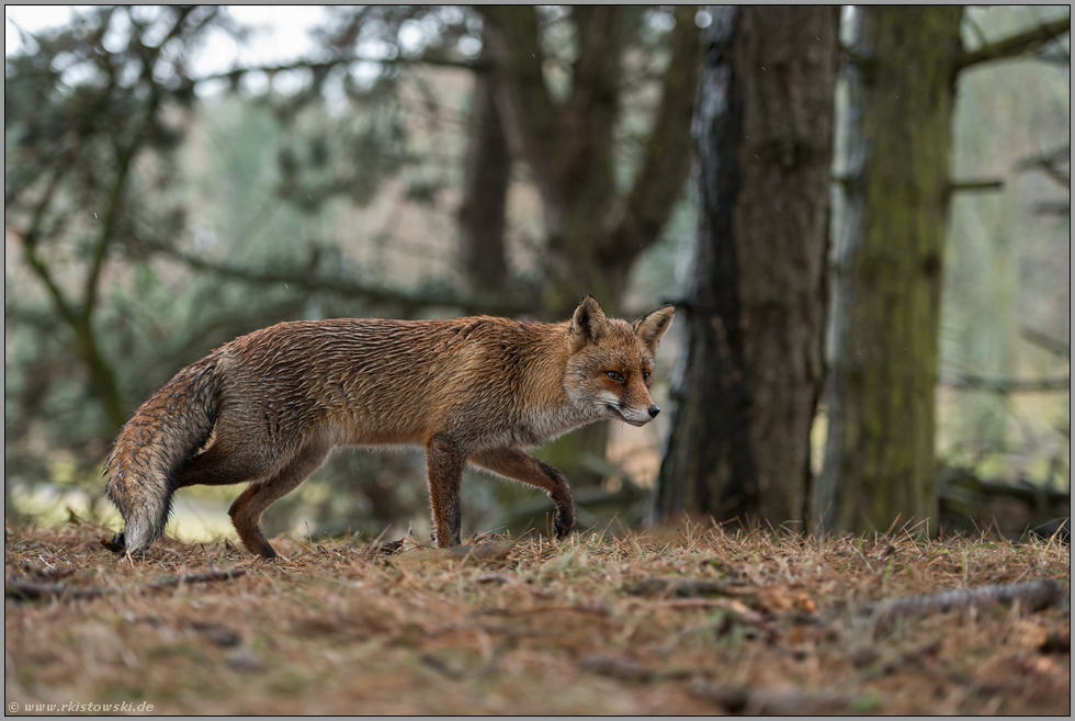 im Wald... Rotfuchs *Vulpes vulpes* auf der Pirsch